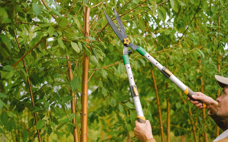 Tree trimming in Codorus, PA